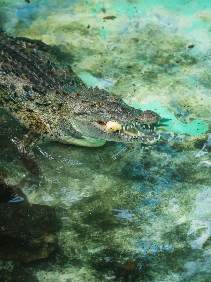 Crocodile river tours
